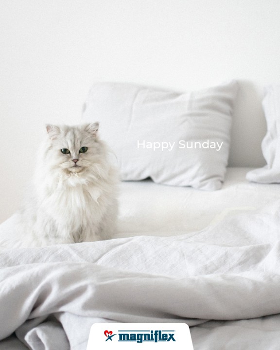 Have a good sunday - Cat post