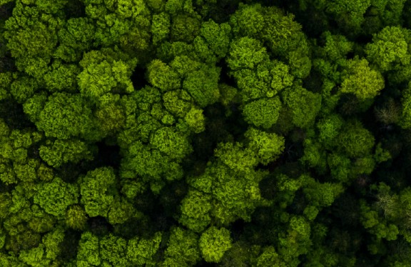 immagine placeholder